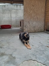 SANDY, Hund, Mischlingshund in Protzen - Bild 6