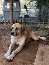 KLEON, Hund, Mischlingshund in Griechenland - Bild 1
