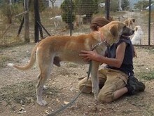 KLEON, Hund, Mischlingshund in Griechenland - Bild 2