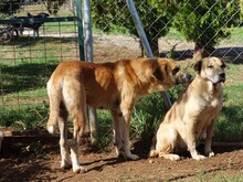 KLEON, Hund, Mischlingshund in Griechenland - Bild 4