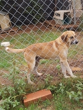 KLEON, Hund, Mischlingshund in Griechenland - Bild 5