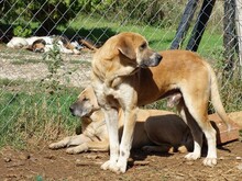 KLEON, Hund, Mischlingshund in Griechenland - Bild 6