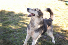 LUCKYMARIO, Hund, Mischlingshund in Kroatien - Bild 6