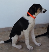 LEYLA, Hund, Mischlingshund in Griechenland - Bild 1