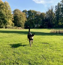 NALA, Hund, Mischlingshund in Oelixdorf - Bild 10