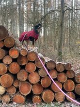 NALA, Hund, Mischlingshund in Oelixdorf - Bild 4