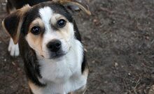 KNIRPS, Hund, Mischlingshund in Ungarn - Bild 1