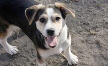 KNIRPS, Hund, Mischlingshund in Ungarn - Bild 2