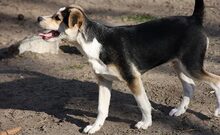 KNIRPS, Hund, Mischlingshund in Ungarn - Bild 3