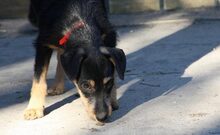LOTTA, Hund, Jack Russell Terrier-Parson Russell Terrier-Mix in Ungarn - Bild 2