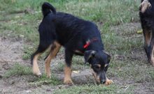 LOTTA, Hund, Jack Russell Terrier-Parson Russell Terrier-Mix in Ungarn - Bild 3