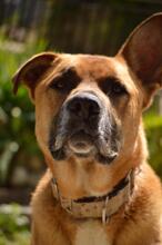 MAGNO, Hund, Mischlingshund in Spanien - Bild 1