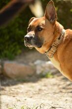 MAGNO, Hund, Mischlingshund in Spanien - Bild 3