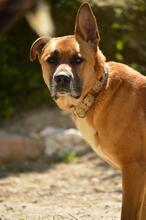MAGNO, Hund, Mischlingshund in Spanien - Bild 4