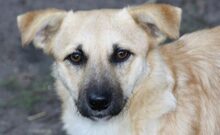 LUCY, Hund, Mischlingshund in Ungarn - Bild 1