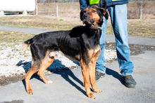 ZEUSZ, Hund, Mischlingshund in Ungarn - Bild 1