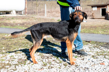 ZEUSZ, Hund, Mischlingshund in Ungarn - Bild 3