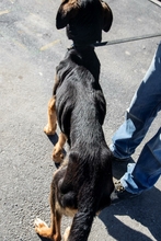 ZEUSZ, Hund, Mischlingshund in Ungarn - Bild 4