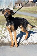 ZEUSZ, Hund, Mischlingshund in Ungarn - Bild 5