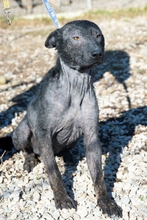BALAZS, Hund, Mischlingshund in Ungarn - Bild 4