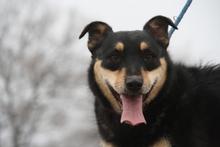 DONY, Hund, Mischlingshund in Ungarn - Bild 1