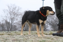 DONY, Hund, Mischlingshund in Ungarn - Bild 2