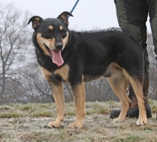 DONY, Hund, Mischlingshund in Ungarn - Bild 3
