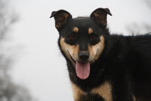 DONY, Hund, Mischlingshund in Ungarn - Bild 4