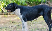 RENA, Hund, Mischlingshund in Griechenland - Bild 2