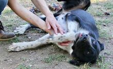 RENA, Hund, Mischlingshund in Griechenland - Bild 3