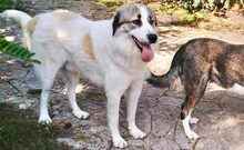 DIAS, Hund, Herdenschutzhund-Mix in Griechenland - Bild 2