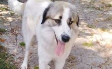 DIAS, Hund, Herdenschutzhund-Mix in Griechenland - Bild 3