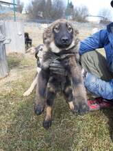 BARIS, Hund, Mischlingshund in Slowakische Republik - Bild 2