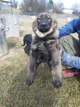 BARIS, Hund, Mischlingshund in Slowakische Republik - Bild 3