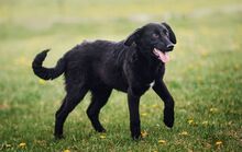 JUNO, Hund, Mischlingshund in Slowakische Republik - Bild 1