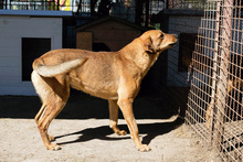 BODO, Hund, Mischlingshund in Kroatien - Bild 1
