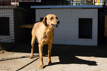 BODO, Hund, Mischlingshund in Kroatien - Bild 3