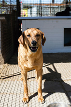 BODO, Hund, Mischlingshund in Kroatien - Bild 4