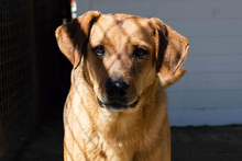 BODO, Hund, Mischlingshund in Kroatien - Bild 5