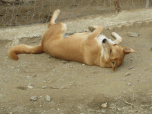 RUBY, Hund, Mischlingshund in Griechenland - Bild 1