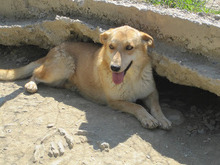 RUBY, Hund, Mischlingshund in Griechenland - Bild 6