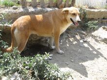 RUBY, Hund, Mischlingshund in Griechenland - Bild 8