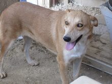 RUBY, Hund, Mischlingshund in Griechenland - Bild 9