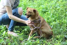 RUTKA, Hund, Mischlingshund in Polen - Bild 3