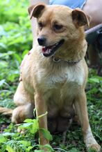 RUTKA, Hund, Mischlingshund in Polen - Bild 5