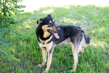 FREDDY, Hund, Mischlingshund in Kroatien - Bild 2