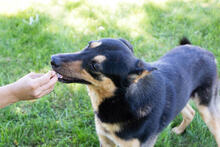 FREDDY, Hund, Mischlingshund in Kroatien - Bild 4