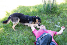 FREDDY, Hund, Mischlingshund in Kroatien - Bild 5