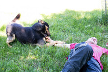 FREDDY, Hund, Mischlingshund in Kroatien - Bild 6