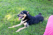FREDDY, Hund, Mischlingshund in Kroatien - Bild 7